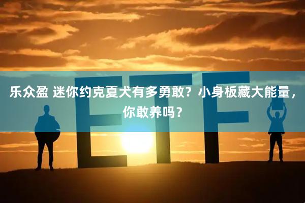 乐众盈 迷你约克夏犬有多勇敢？小身板藏大能量，你敢养吗？