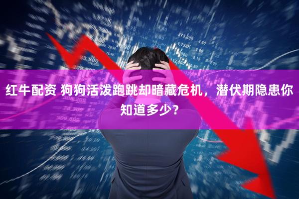 红牛配资 狗狗活泼跑跳却暗藏危机，潜伏期隐患你知道多少？